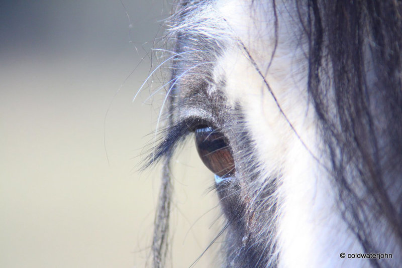 So you think you've got long eyelashes?