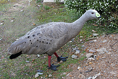 Cape Barren Goose