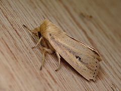 Webb's Wainscot