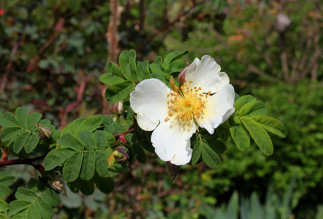 Rosa sericea pteracantha