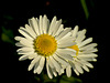 Lawn Daisy