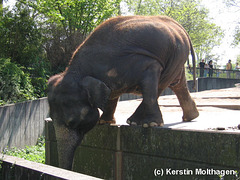 Elefantin Zella (Wilhelma)