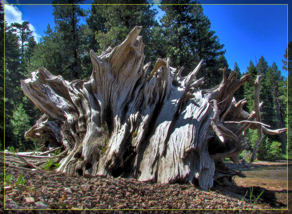 Driftwood Trunk 3