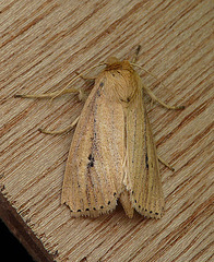 Webb's Wainscot Top