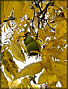 Fall Leaves and Green Fruit