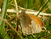 Small Heath Butterfly