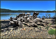 Driftwood Trunk