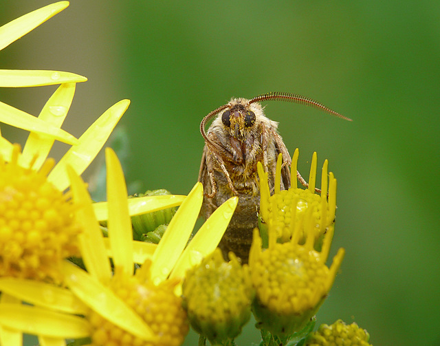 Antler Moth Face