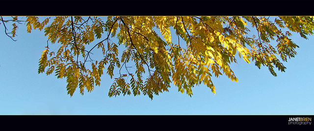 Leaf Panorama