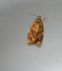 Variegated Golden Tortrix