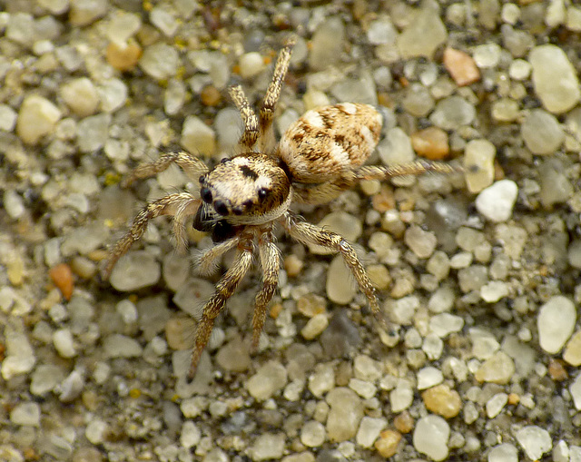 Jumping Spider