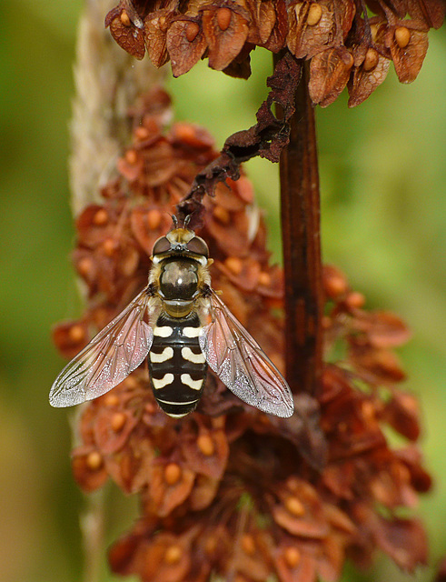 Hoverfly