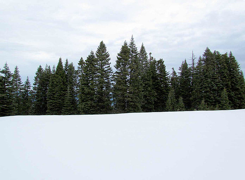 gp-snowandtreeline