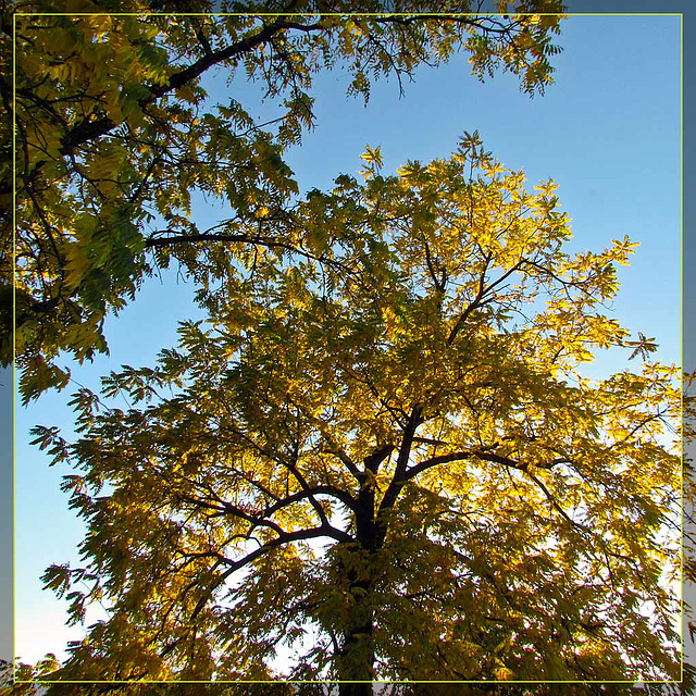 Autumn Glory Square