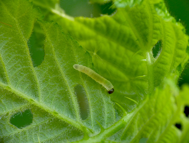 Possibly Bramble Shoot Caterpillar