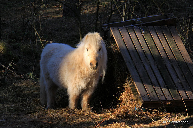 Inhabitant of the Woods...