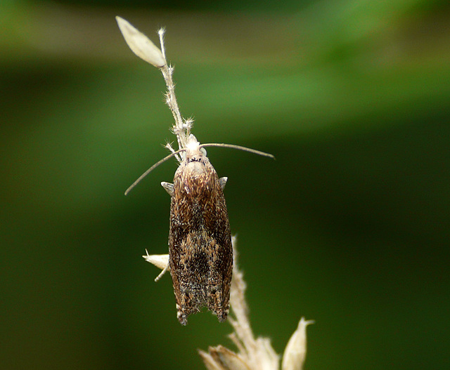 Eucosma hohenwartiana