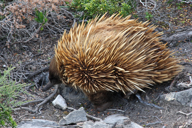 they resemble the anteaters of south america and other spiny