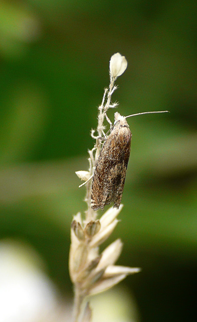 Eucosma hohenwartiana