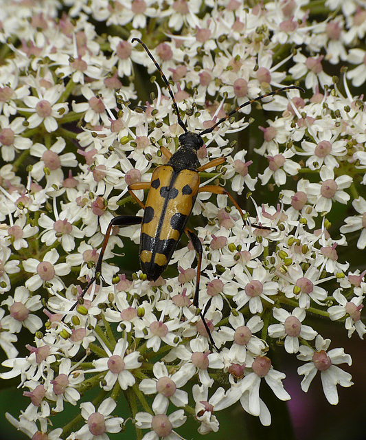 Longhorn Beetle