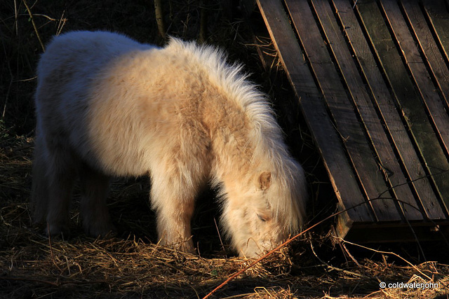 Inhabitant of the Woods...