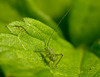 Speckled Bush Cricket