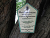 Maulbeerbaum (Hinweistafel) Sperenberg