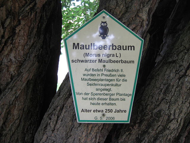 Maulbeerbaum (Hinweistafel) Sperenberg