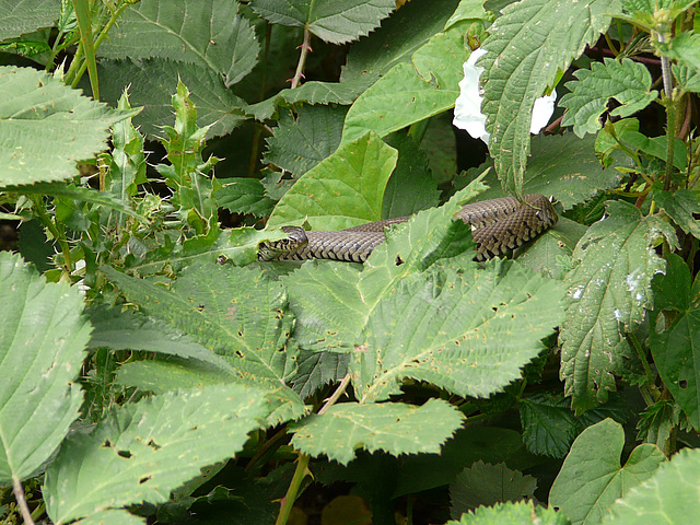 Grass Snake