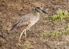 Immature Yellow-Crowned Night-Heron