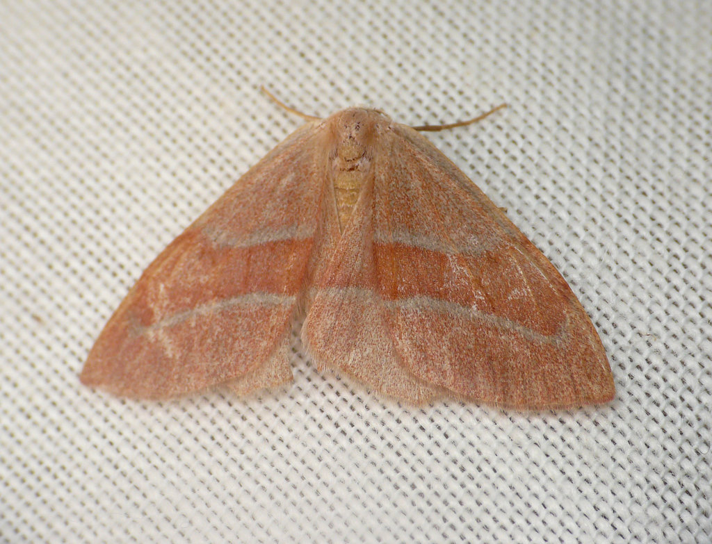 Barred Red