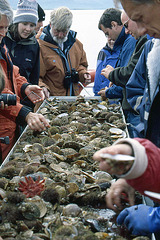 Sampling the Shellfish