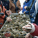 Sampling the Shellfish