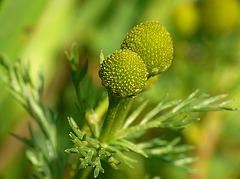 Pineapple Weed