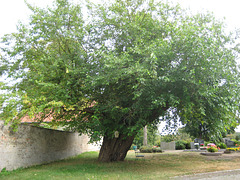 Maulbeerbaum - Friedhof Sperenberg