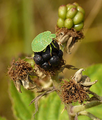 Green Shieldbug