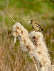 Great Bearded Chaffinch