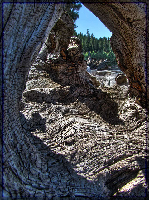 View through Driftwood Burl Root "Cave"