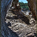 View through Driftwood Burl Root "Cave"