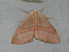 Barred Red
