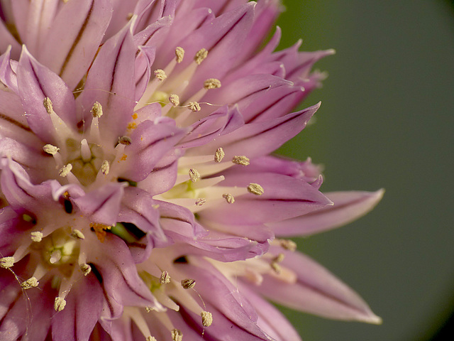 Patio Flowers -Chive