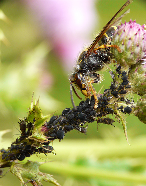 Wasps Like Honeydo