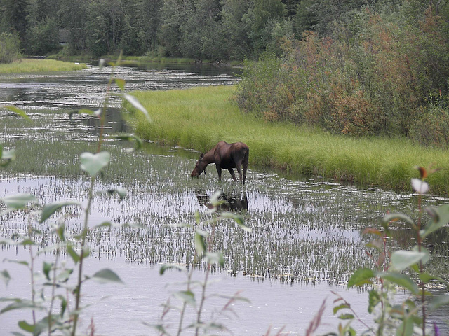 My moose finds a snack
