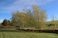 Autumn willows