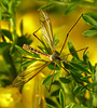 Cranefly