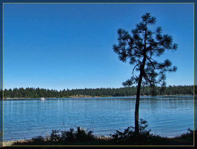 Pine Tree Silhouette over Howard Prairie Lake