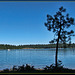 Pine Tree Silhouette over Howard Prairie Lake