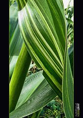 Varigated Corn Leaf