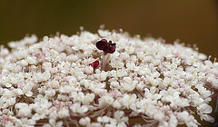 Wild Carrot