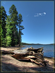 Driftwood Trunk Lake View